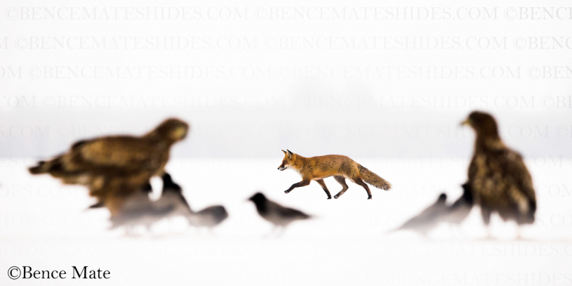 Máté Bence - Vörös róka - fotó