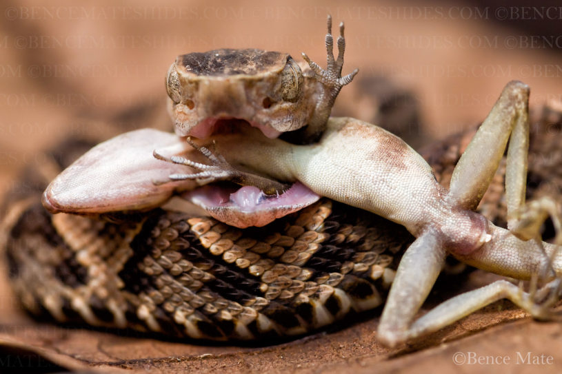 Máté Bence - Andoki lándzsakígyó - fotó