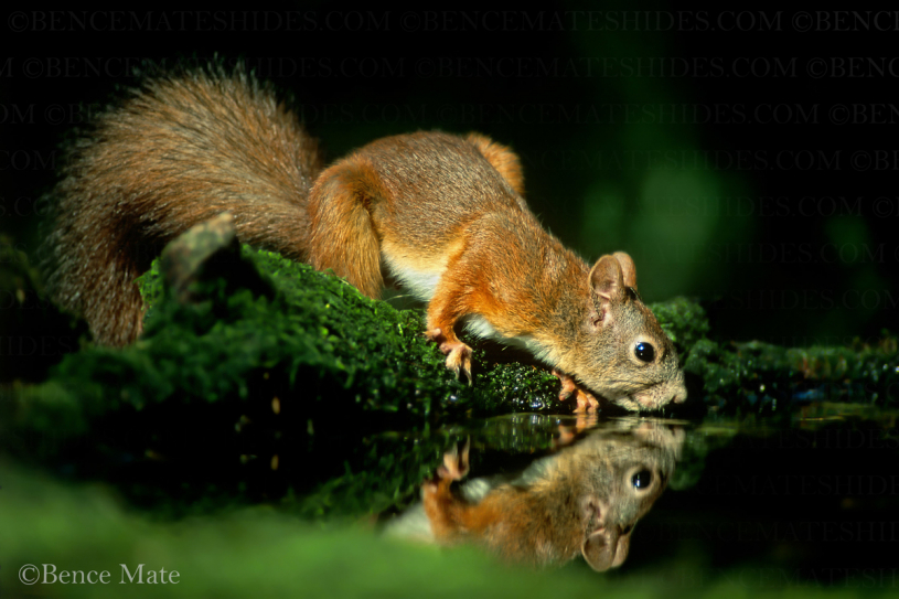 Máté Bence - Európai mókus - fotó
