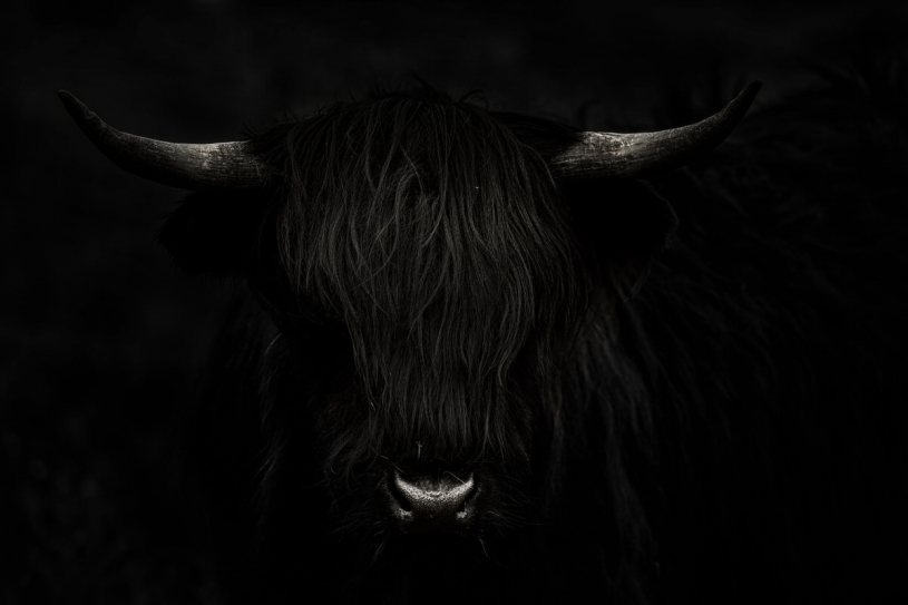  - Szab Zsolt - Highland Cow - fot