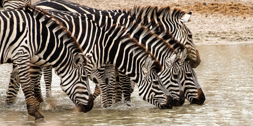 Szternk Gerg - Afrika -Zebrk - Fot
